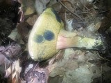 Caloboletus inedulis image