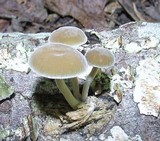 Simocybe centunculus var. centunculus image