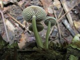 Simocybe centunculus var. centunculus image
