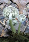 Simocybe centunculus var. centunculus image