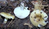 Russula pectinatoides image