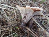Hydnellum concrescens image