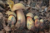 Boletus luridus image