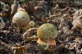Boletus luridus image