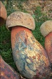 Boletus luridus image