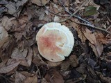 Russula flavisiccans image
