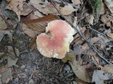 Russula flavisiccans image