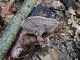 Hydnellum scrobiculatum image