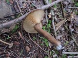 Lactarius lignyotus var. canadensis image
