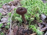 Lactarius lignyotus var. canadensis image