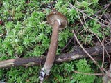 Lactarius lignyotus var. canadensis image