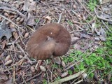 Lactarius lignyotus var. canadensis image