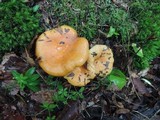 Lactarius croceus image