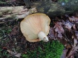 Lactarius croceus image