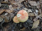 Russula flavisiccans image