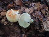 Russula flavisiccans image