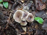 Lactarius mucidus image
