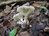 Lactarius mucidus image