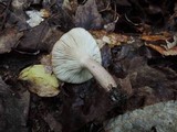 Lactarius mucidus image
