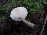 Lactarius mucidus image