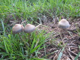 Panaeolus cinctulus image