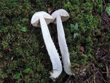 Leccinum holopus image