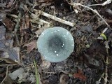 Russula redolens image
