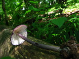 Image of Entoloma allochroum