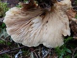 Tapinella atrotomentosa image