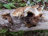 Tapinella atrotomentosa image