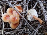 Hygrocybe laeta var. laeta image