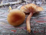 Hygrocybe laeta var. laeta image