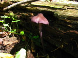 Entoloma allochroum image