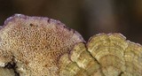 Trichaptum abietinum image