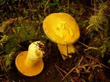 Suillus tomentosus image