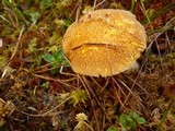 Suillus tomentosus image