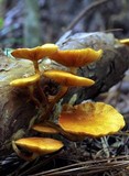 Gymnopilus underwoodii image