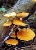 Gymnopilus underwoodii image