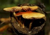 Gymnopilus underwoodii image
