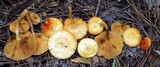 Gymnopilus underwoodii image