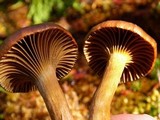 Chroogomphus vinicolor image