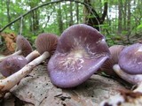 Cortinarius iodes image
