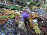 Cortinarius iodes image