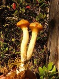 Suillus umbonatus image