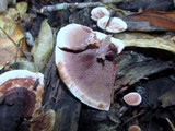Hydnellum scrobiculatum image