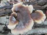 Lentinellus ursinus image