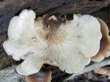 Lentinellus ursinus image