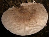 Pluteus longistriatus image