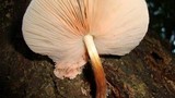 Pluteus longistriatus image