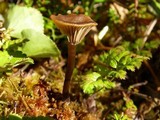 Arrhenia sphagnicola image